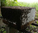 Bees transferred into box