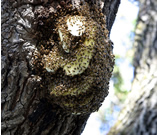 Bees in Tree