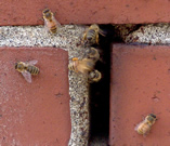 Bees in Chimney