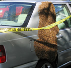 bees on car