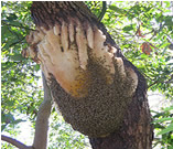 Beehive in Tree