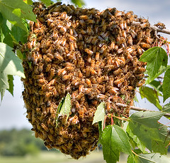 Honey Bee swarm in tree